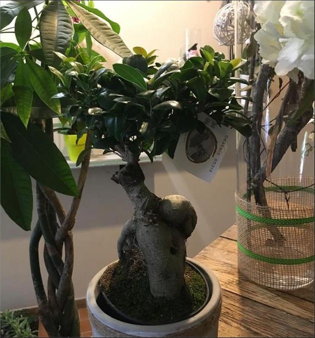 Bonsaï ficus en pot